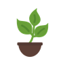 Victory strawberry-Potted plant