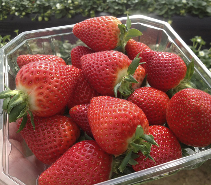 Fragola Victory