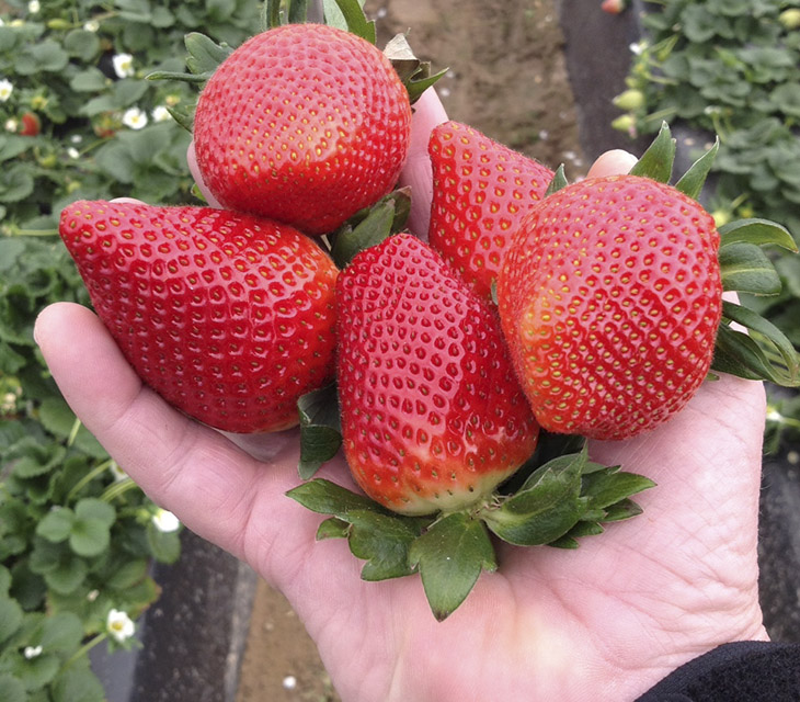 Fragola Victory